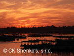 CK SHENKO´S