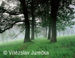 Hukvaldy 061