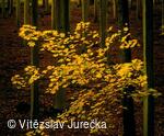 Hukvaldy 009