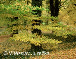 Hukvaldy 084